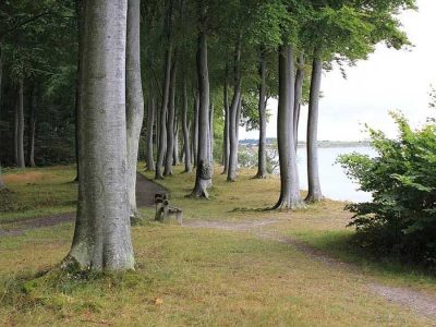 Skov
